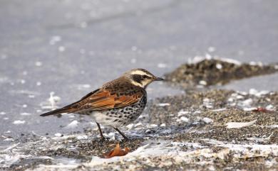 Turdus eunomus Temminck, 1831 斑點鶇