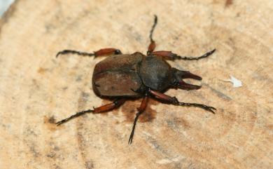 Dicronocephalus uenoi uenoi Kurosawa, 1968 上野角金龜