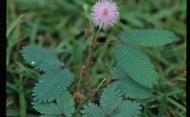 Mimosa pudica 含羞草