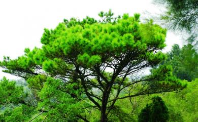 Pinus massoniana 馬尾松