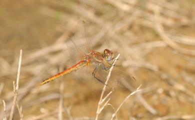 Sympetrum fonscolombii (Selys, 1840) 紅脈蜻蜓