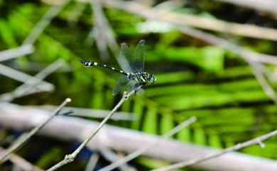 Ictinogomphus rapax (Rambur, 1842) 粗鉤春蜓