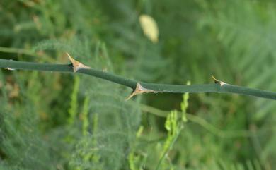 Asparagus setaceus (Kunth) Jessop 文竹