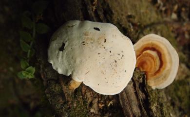 Microporus vernicepes (Berk.) Imaz. 漆柄小孔菌