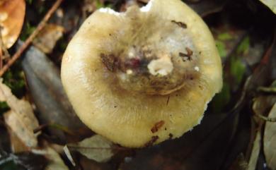 Russula cyanoxantha 藍黃紅菇