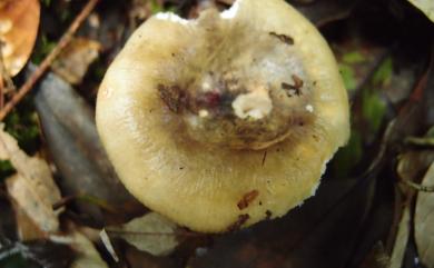 Russula cyanoxantha (Schaeff.) Fr. 藍黃紅菇