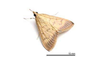 Crypsiptya coclesalis (Walker, 1859) 竹織葉野螟蛾