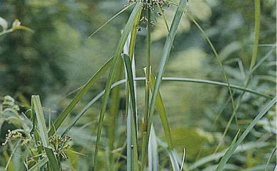 Scirpus ternatanus 大莞草