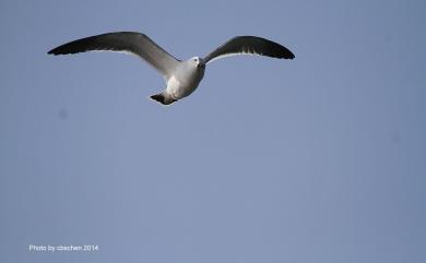 Larus crassirostris Vieillot, 1818 黑尾鷗