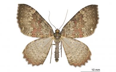 Triphosa rubrodotata (Walker, 1862) 紅帶光尺蛾