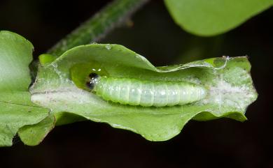 Callidula attenuata (Moore, 1879) 帶錨紋蛾