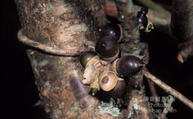 Lithocarpus brevicaudatus 短尾葉石櫟