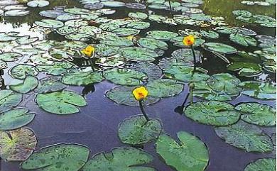 Nuphar pumila (Timm) DC. 臺灣萍蓬草