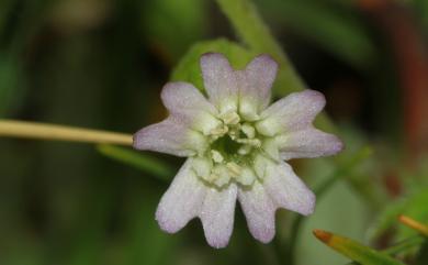 Silene morrisonmontana var. glabella 禿玉山蠅子草