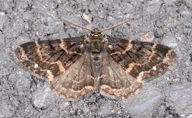 Parectropis subflava Bastelberger, 1909 雙白斑尺蛾