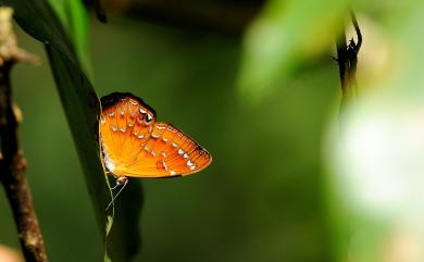 Abisara burnii etymander 白點褐蜆蝶