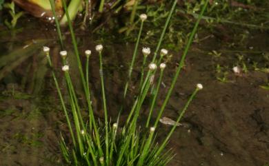 Eriocaulon cinereum R.Br. 小穀精草