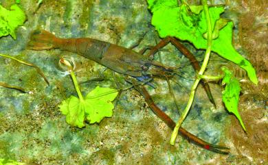 Macrobrachium asperulum Von Martens, 1868 粗糙沼蝦