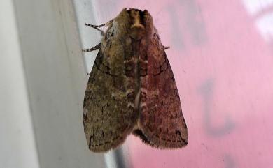 Horipsestis aenea aenea (Wileman, 1911) 藹環波紋蛾