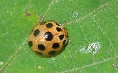 Alloneda osawai Sasaji, 1986 十斑奇瓢蟲