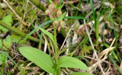 Dactylorhiza viridis (L.) R.M.Bateman, Pridgeon & M.W.Chase 綠花凹舌蘭
