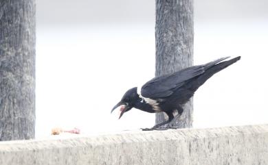 Corvus pectoralis Gould, 1836 玉頸鴉