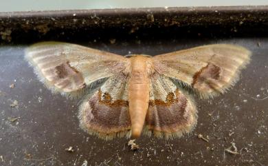 Idaea egenaria (Walker, 1861)