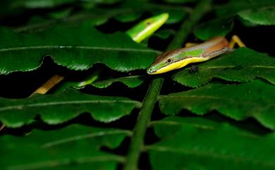 Takydromus sauteri Van Denburgh, 1909 梭德氏草蜥