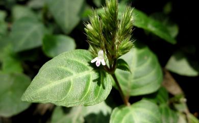 Lepidagathis inaequalis C.B.Clarke ex Elmer 卵葉鱗球花