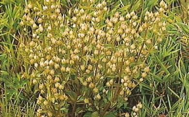 Swertia macrosperma (C.B. Clarke) C.B. Clarke 巒大當藥