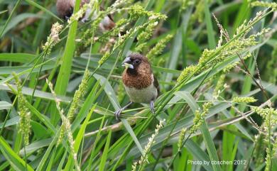 Lonchura striata swinhoei (Cabanis, 1882) 白腰文鳥