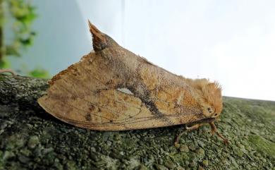 Dudusa synopla Swinhoe, 1907 黃蕊尾舟蛾