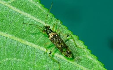 Parathyginus signifer (Walker, 1872) 拍長椿象