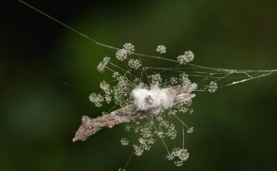Sporodiniella umbellata Boedijn 繖形小孢黴