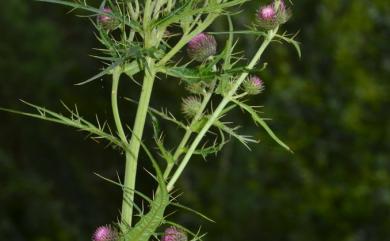 Cirsium kawakamii 玉山薊