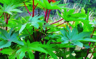 Ricinus communis L. 蓖麻