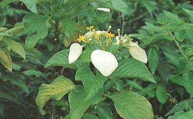 Mussaenda macrophylla 大葉玉葉金花