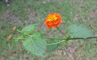 Lantana camara 馬櫻丹