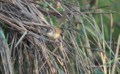 Prinia flaviventris sonitans 灰頭鷦鶯