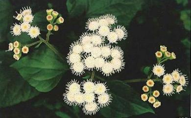 Ageratina adenophora (Spreng.) R.M. King & H. Rob. 假藿香薊