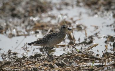 Pluvialis fulva (Gmelin, JF, 1789) 太平洋金斑鴴