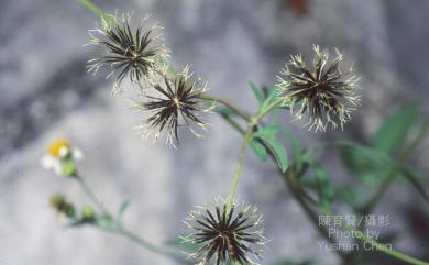 Bidens pilosa var. radiata 大花咸豐草