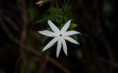 Jasminum nervosum 山素英