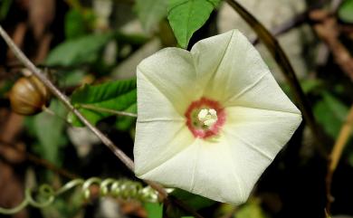 Xenostegia tridentata 戟葉菜欒藤