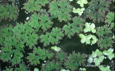 Azolla caroliniana 卡州滿江紅