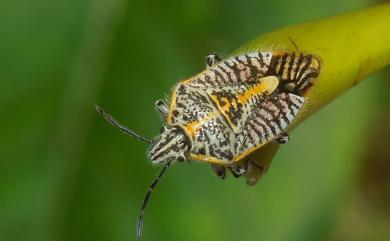 Agonoscelis nubilis (Fabricius, 1775) 雲蝽