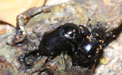 Nicrophorus concolor Kraatz, 1877 大黑埋葬蟲