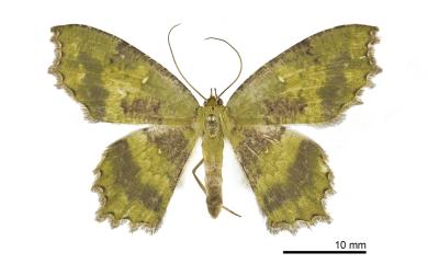 Paramaxates vagata (Walker, 1861) 漫副鋸翅青尺蛾