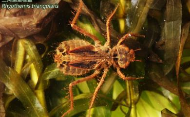 Rhyothemis triangularis Körby, 1889 三角蜻蜓