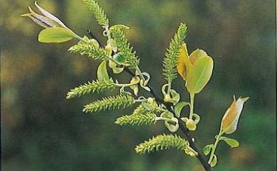 Salix kusanoi (Hayata) C.K. Schneid. 水社柳